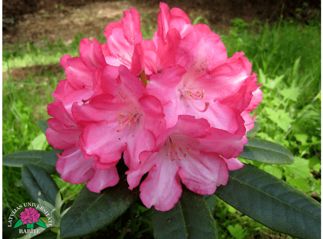 Rhododendron   'Emanuela'