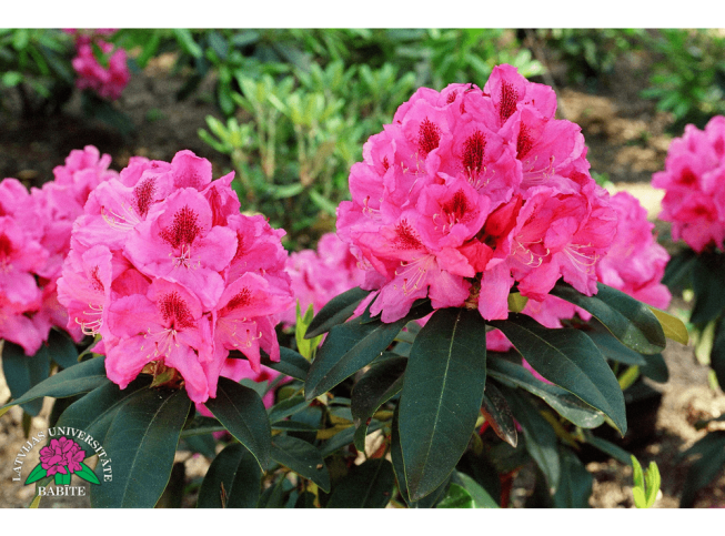 Rhododendron   'Emeritus'