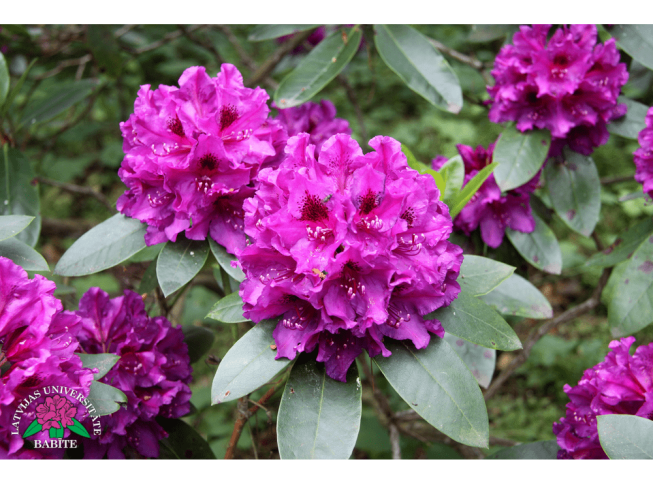 Rhododendron   'Emīls'