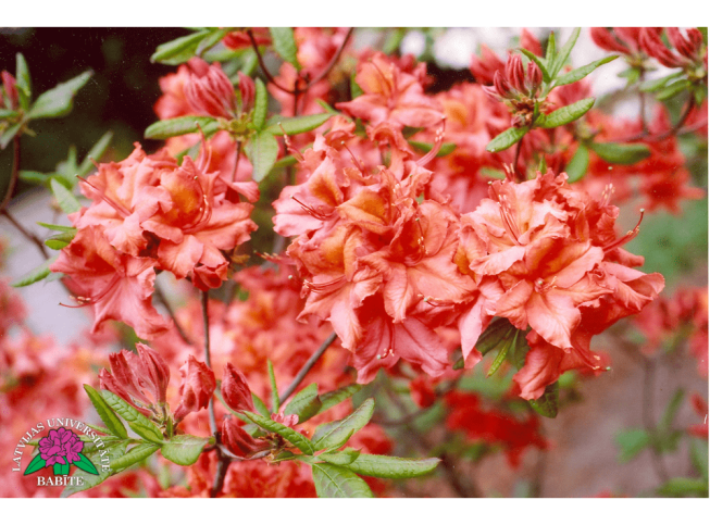 Rhododendron   'Francisa'
