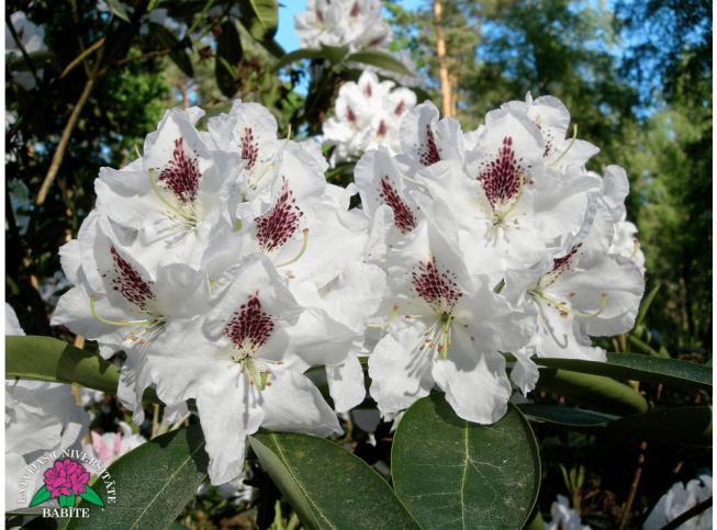 Rhododendron   'Gudrun'