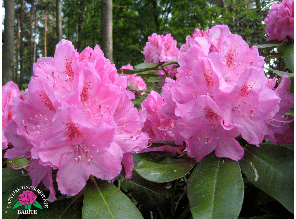 Рододендрон описание. Рододендрон Gristede. Рододендрон Гриштеде Rhododendron. Рододендрон Саффрон. Рододендрон Глетшемачт.