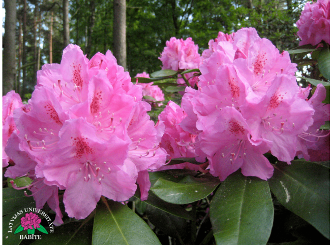 Rhododendron   'Ilma'