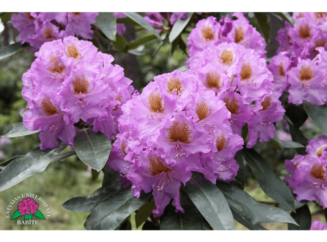 Rhododendron   'Imants'