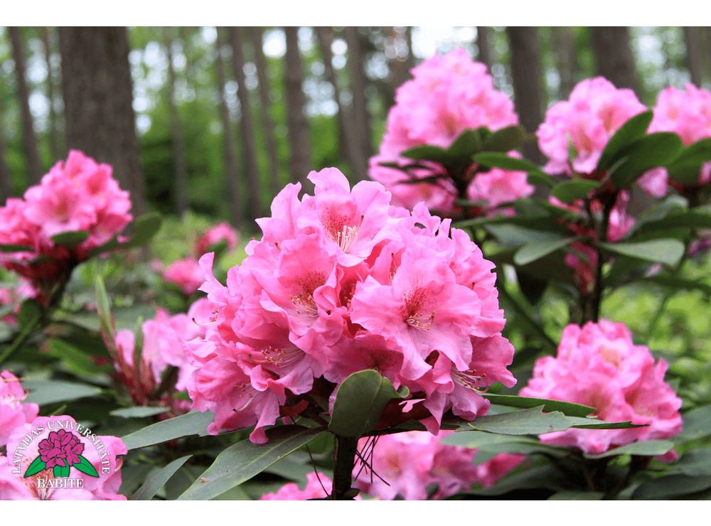 Latvijas stādi - Rhododendron 'Jānis Sproģis' - mūžzaļais rododendrs ...
