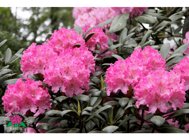 Rhododendron   'Kalinka'