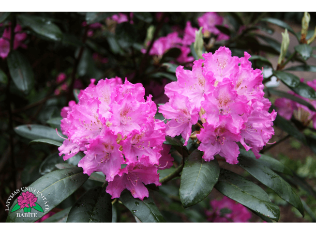 Rhododendron   'Atis'
