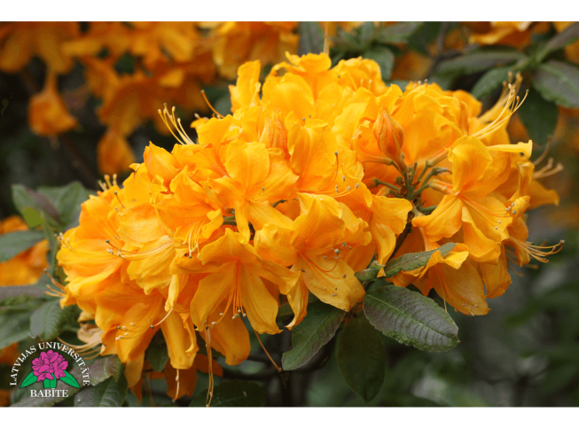 Rhododendron   'Austra'