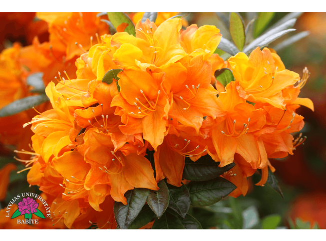 Rhododendron   'Baiba'
