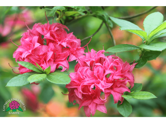 Rhododendron   'Homebush'