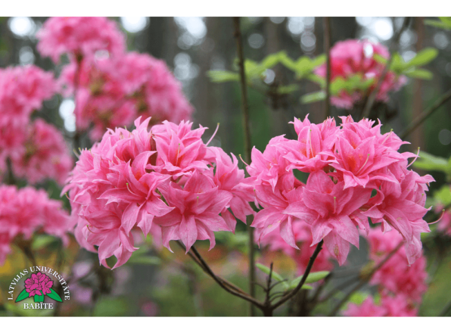 Rhododendron   'Ināra'