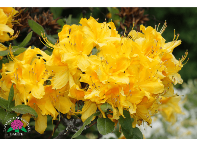 Rhododendron   'Saule'