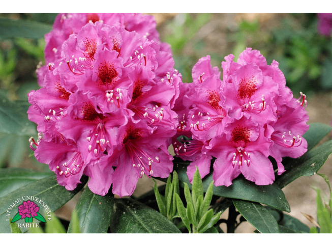 Rhododendron   'LU Rolands'