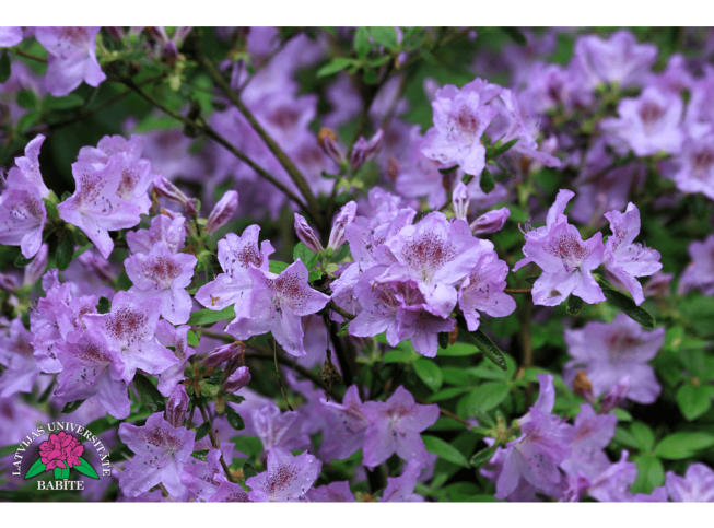 Rhododendron yedoense var. poukhanense   'Ledikanense'