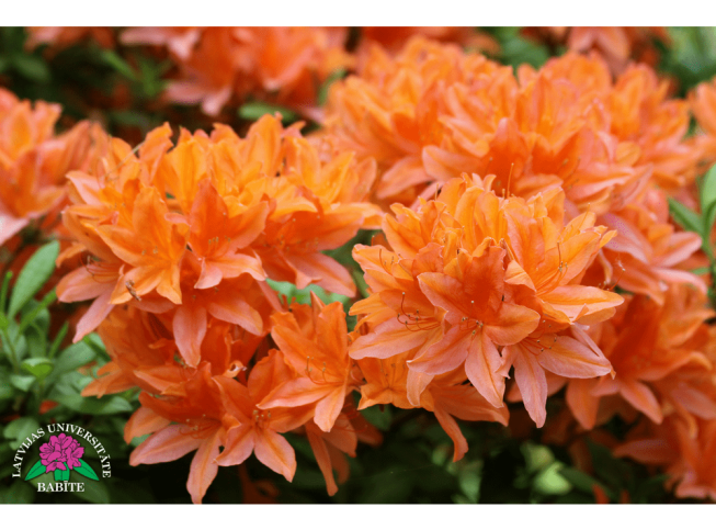 Rhododendron   'Liesma'