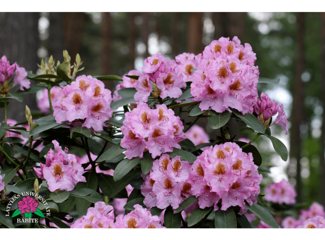 Rhododendron   'Lita'
