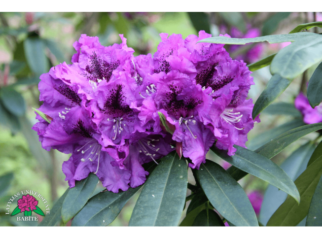 Rhododendron   'Miks'