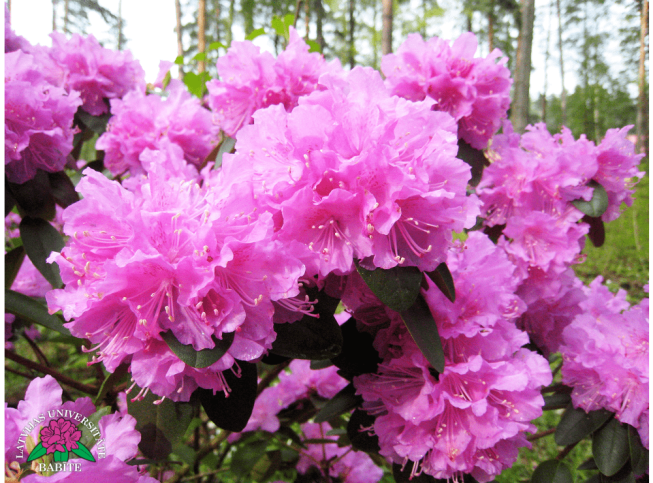 Rhododendron   'P.J.Mezitt'