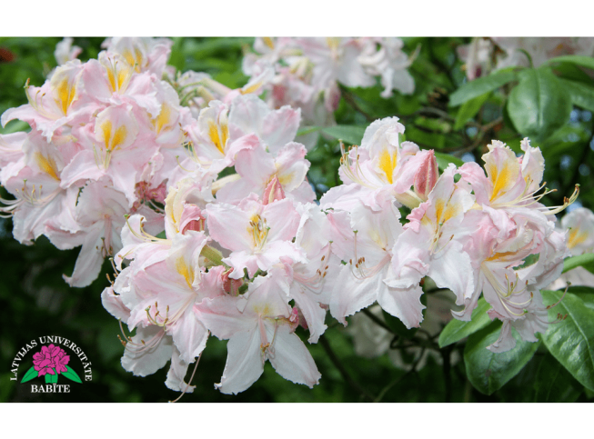 Rhododendron   'Pasaciņa'