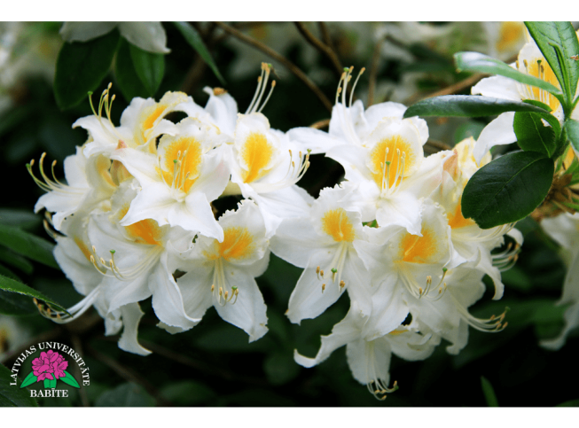 Rhododendron   'Polārzvaigzne'