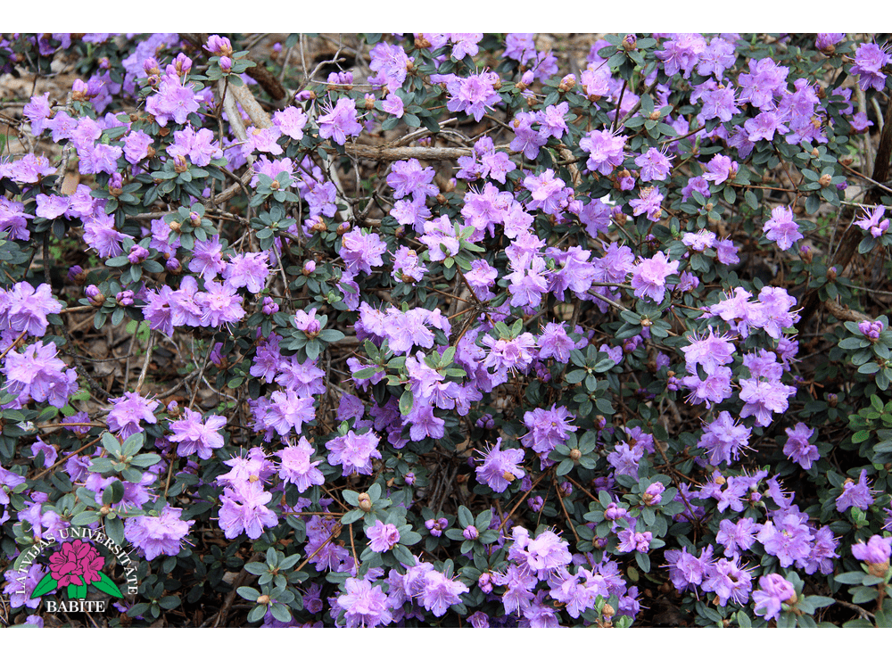 Latvijas stādi - Rhododendron russatum 'Ramapo' - iesarkanais ...