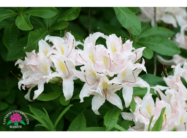 Rhododendron   'Rīga'