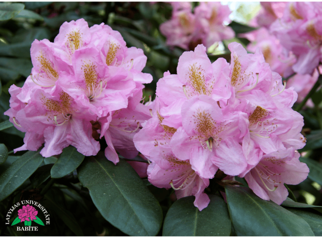 Rhododendron   'Scintillation'