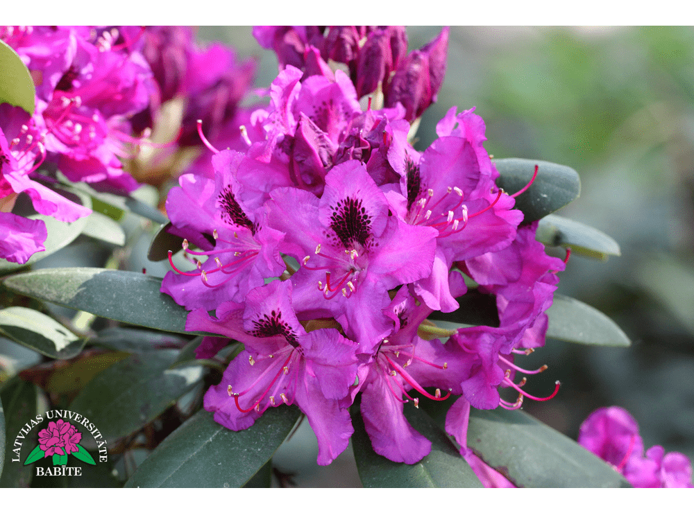 Latvijas stādi - Rhododendron 'Toms' - mūžzaļais rododendrs, šķirne