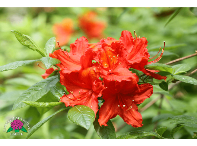 Rhododendron   'Uguns'