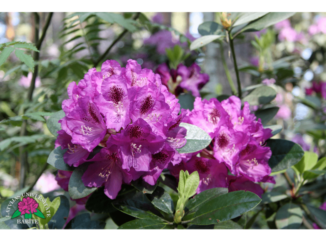 Rhododendron   'Valdis'