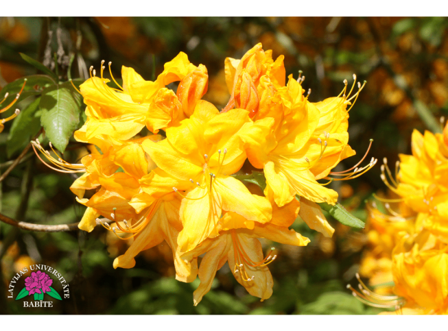 Rhododendron   'Vija'