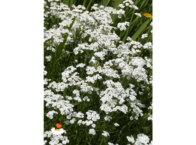 Achillea ptarmica   'The Pearl'