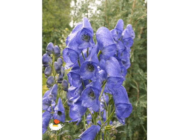 Aconitum carmichaelii   'Arendsii'