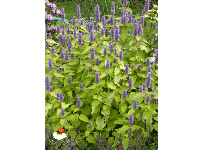Agastache rugosa   'Golden Jubilee'