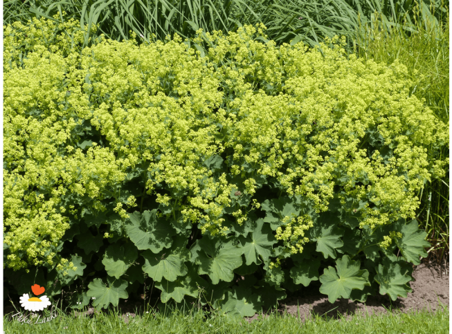 Alchemilla mollis   'Auslese'