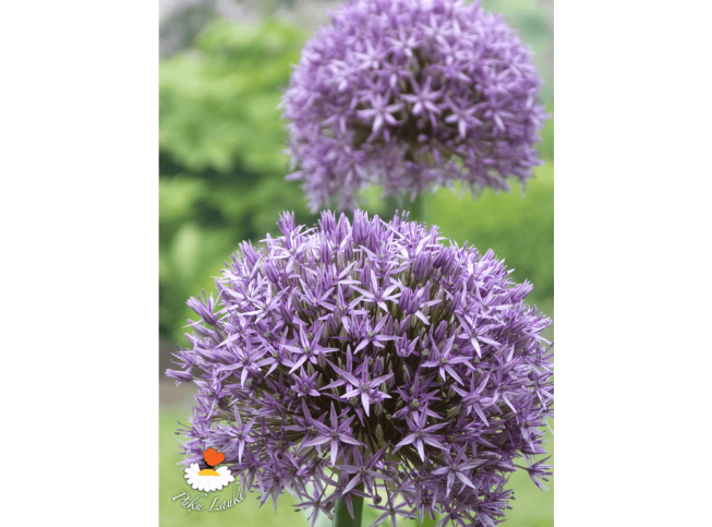 Allium   'Globemaster'