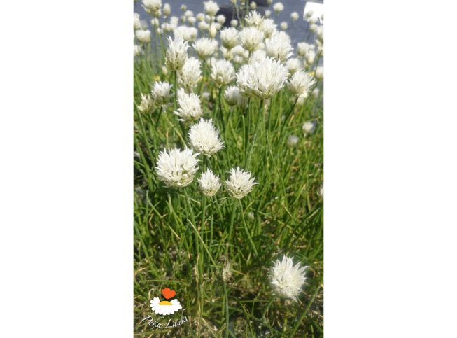 Allium schoenoprasum   'Corsican White'