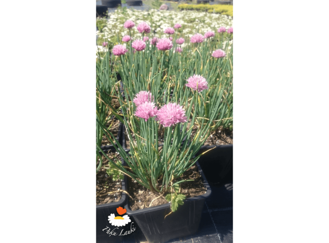 Allium schoenoprasum   'Rising Star'