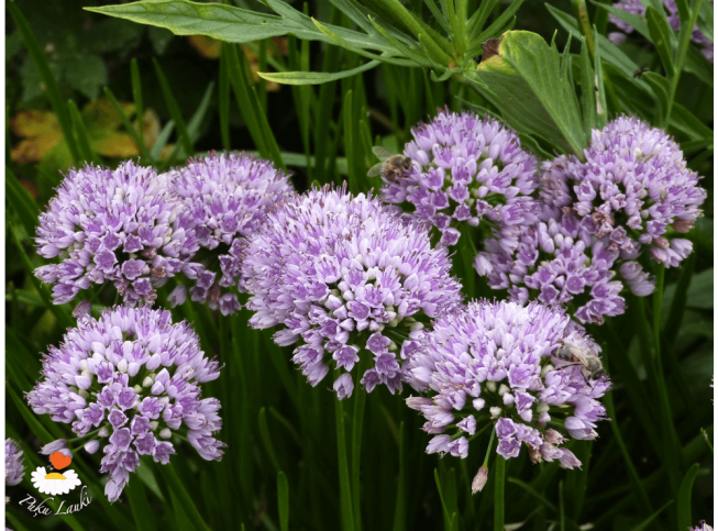 Allium senescens ssp. senescens