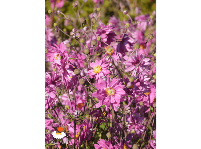 Anemone hupehensis var. japonica   'Bressingham Glow'