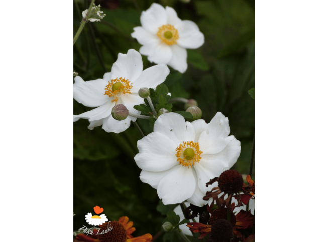 Anemone × hybrida   'Honorine Jobert'