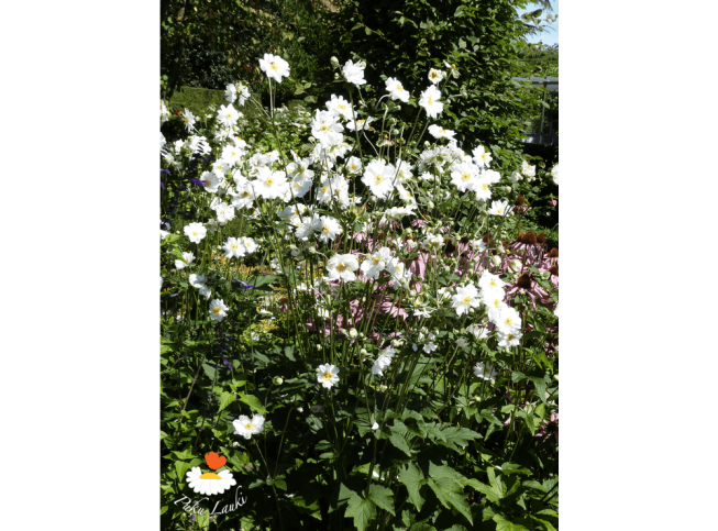 Anemone × hybrida   'Whirlwind'