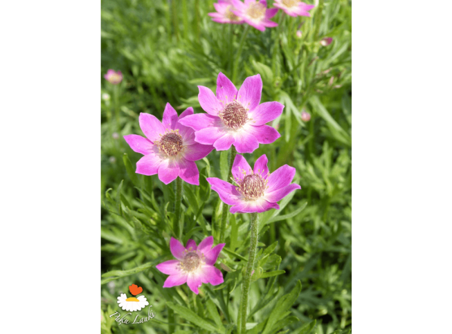 Anemone multifida   'Rubra'