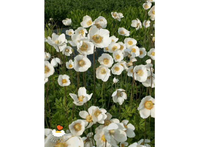Anemone sylvestris