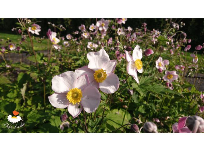 Anemone tomentosa   'Robustissima'