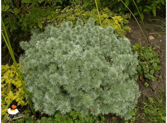 Artemisia schmidtiana   'Nana'