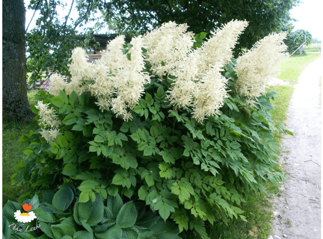Aruncus dioicus