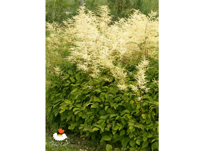 Aruncus dioicus   'Zweiweltenkind'
