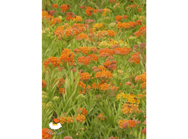 Asclepias tuberosa   'Gay Butterflies'