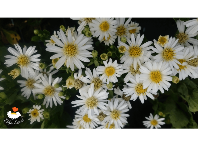 Aster ageratoides   'Starshine'